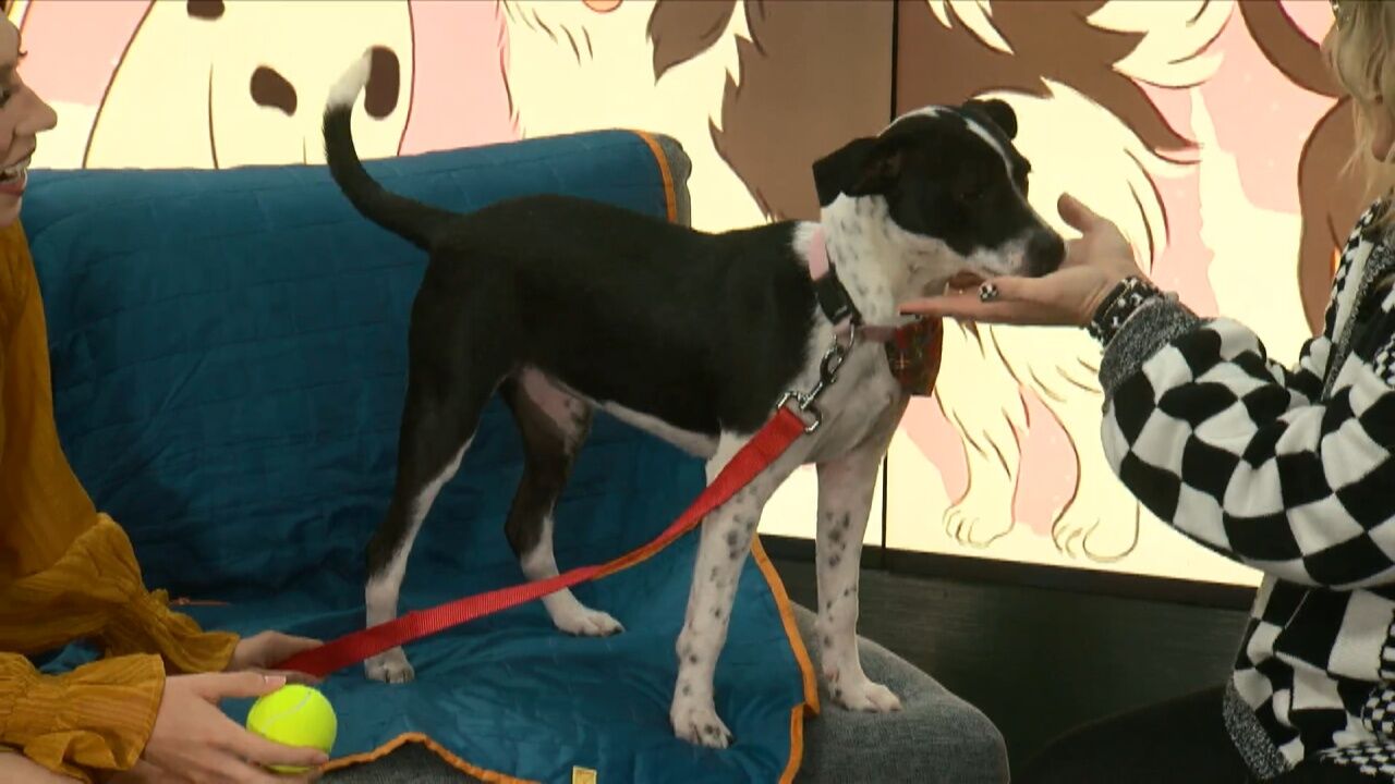 Pet Tuesday: Adopt Lillibit! A Energetic, Pint Sized, Tennis Ball Loving Girl Searching For Her New Family